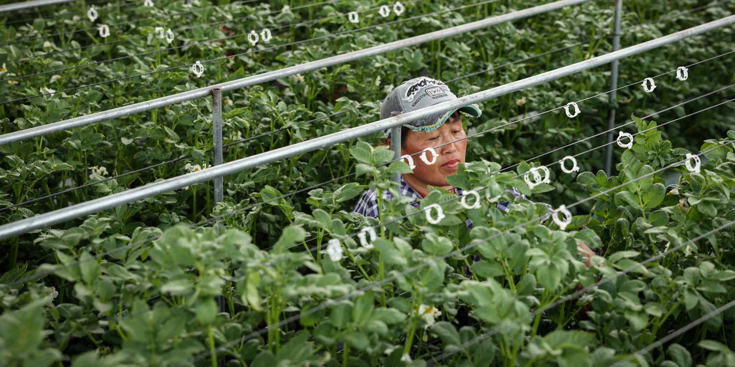Dutch greenhouse firms in China pivot to selling software